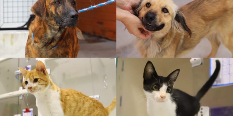 Fujama promove feira de adoção de cães e gatos neste sábado (01)