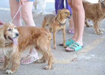 Governo proíbe uso de animais em pesquisas de cosméticos e perfumes