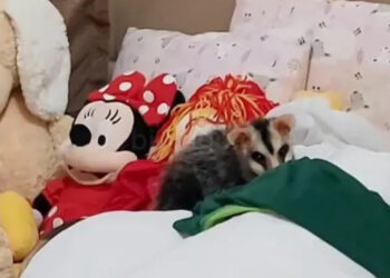 [Vídeo] Gambá invade apartamento e dorme entre bichos de pelúcia em Jaraguá do Sul