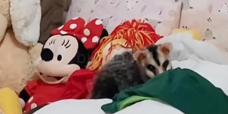 [Vídeo] Gambá invade apartamento e dorme entre bichos de pelúcia em Jaraguá do Sul
