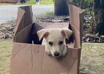 Prefeitura de Guaramirim lança Portal de adoção de cães e gatos