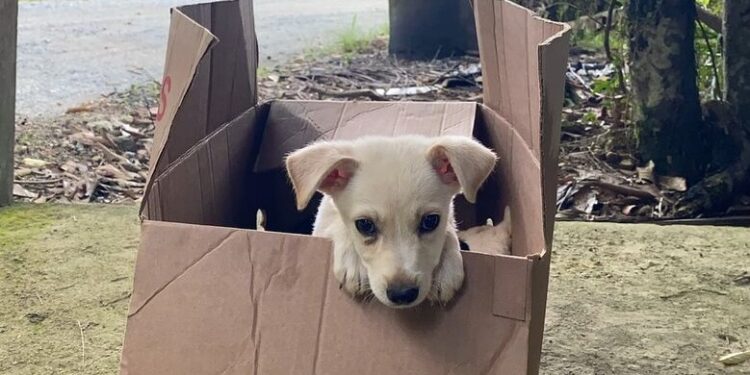 Prefeitura de Guaramirim lança Portal de adoção de cães e gatos
