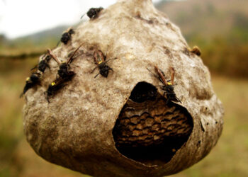 Homem tenta queimar ninho de marimbondos e acaba preso em Jaraguá do Sul