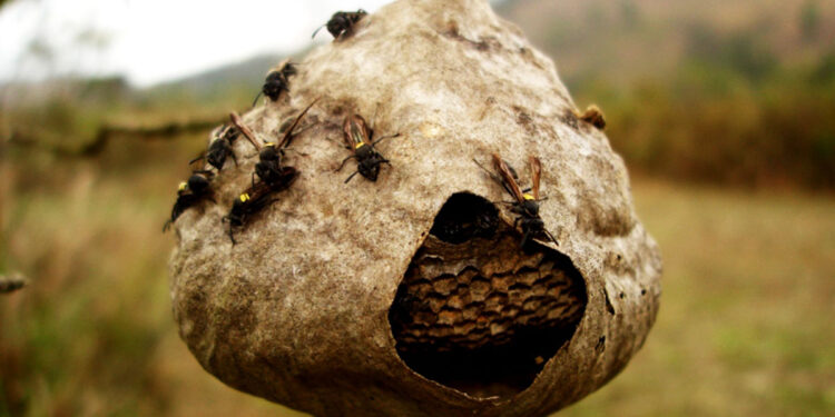 Homem tenta queimar ninho de marimbondos e acaba preso em Jaraguá do Sul