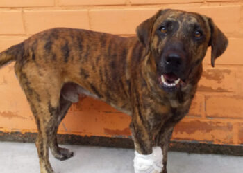 Guaramirim e Jaraguá do Sul terão feira de adoção de animais neste sábado