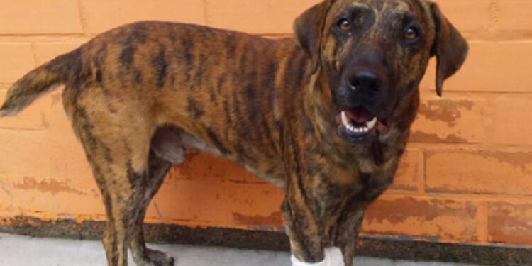 Guaramirim e Jaraguá do Sul terão feira de adoção de animais neste sábado