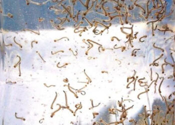 Dois novos focos de mosquito Aedes aegypti são encontrados em Schroeder