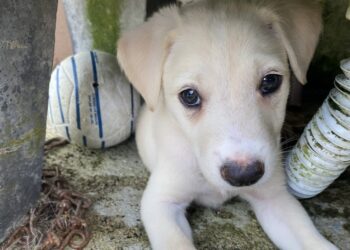 Guaramirim tem nova feira de adoção de animais neste sábado (06)