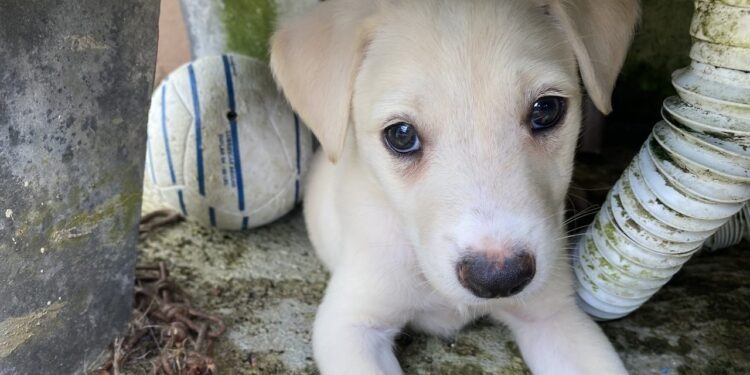 Guaramirim tem nova feira de adoção de animais neste sábado (06)