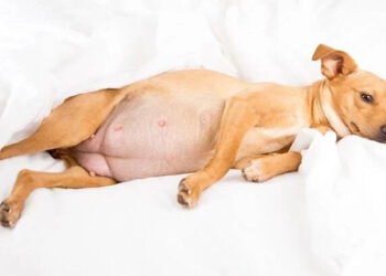 Morador de Florianópolis tenta furtar cadela grávida em Jaraguá do Sul