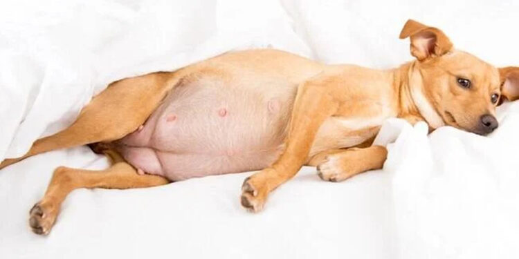 Morador de Florianópolis tenta furtar cadela grávida em Jaraguá do Sul