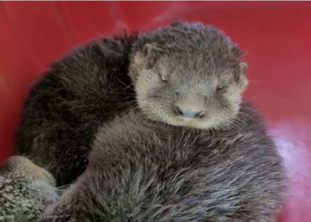 Filhotes de lontra resgatados em Jaraguá do Sul são enviados ao IMA