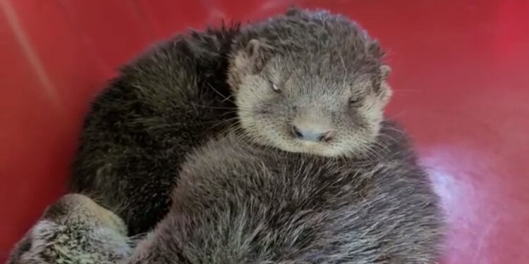 Filhotes de lontra resgatados em Jaraguá do Sul são enviados ao IMA