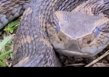 [Vídeo] Jararaca gigante é capturada em Jaraguá do Sul