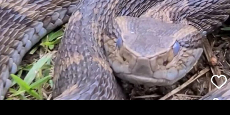 [Vídeo] Jararaca gigante é capturada em Jaraguá do Sul