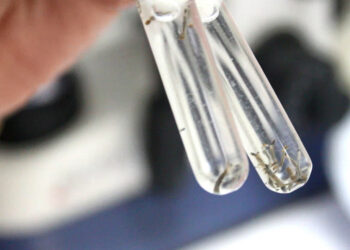 Região de Jaraguá terá fluxo para notificar e investigar casos de dengue e chikungunya