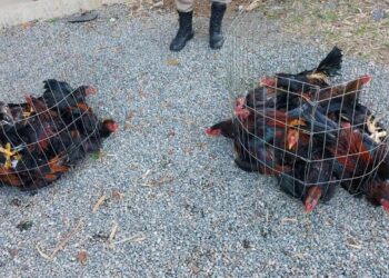 Mulher é presa com dois macacos e galos usados em rinhas em Barra Velha