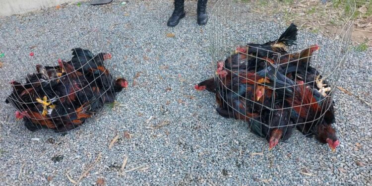 Mulher é presa com dois macacos e galos usados em rinhas em Barra Velha