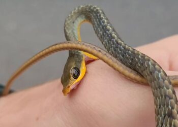 [Vídeo] Biólogo é mordido por cobra durante resgate no Centro de Jaraguá