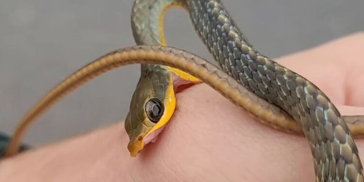 [Vídeo] Biólogo é mordido por cobra durante resgate no Centro de Jaraguá