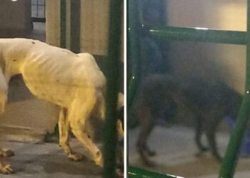 Cachorros escondidos em contêiner que iria para a China são resgatados no porto de Navegantes