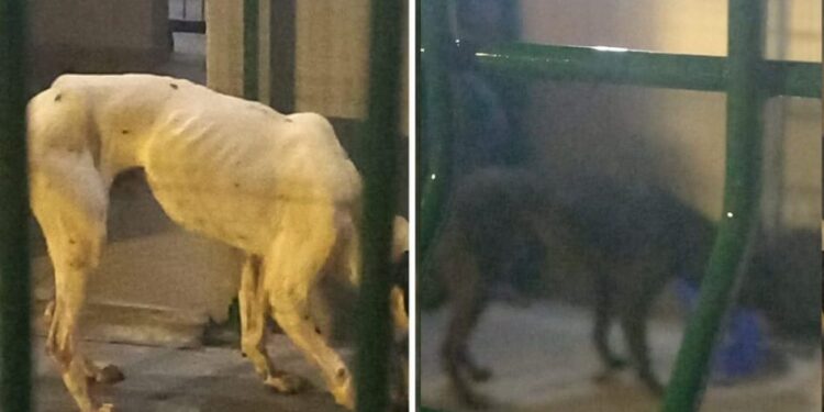 Cachorros escondidos em contêiner que iria para a China são resgatados no porto de Navegantes