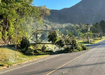 Forte vendaval causa destelhamentos e queda de árvores em Schroeder