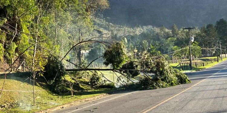 Forte vendaval causa destelhamentos e queda de árvores em Schroeder
