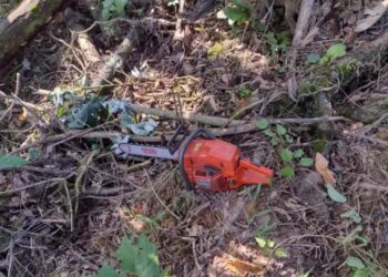 Idoso agride homem com motosserra após ser flagrado cortando árvore em SC