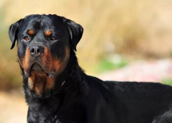 Homem é detido após Rottweiler atacar outros cachorros em Guaramirim