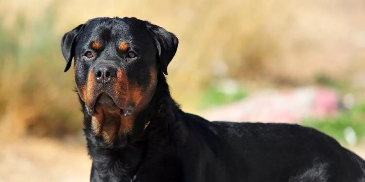Homem é detido após Rottweiler atacar outros cachorros em Guaramirim