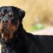 Homem é detido após Rottweiler atacar outros cachorros em Guaramirim