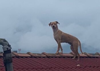 Cachorro é flagrado em telhado assistindo briga em Jaraguá do Sul