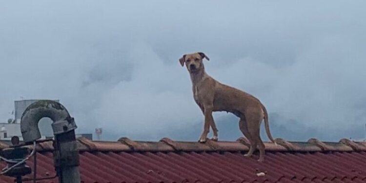 Cachorro é flagrado em telhado assistindo briga em Jaraguá do Sul