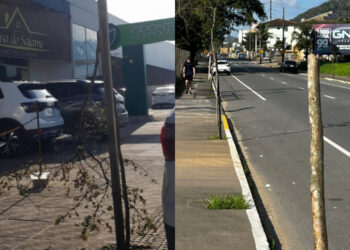 Vândalos quebram árvores na Rua Feliciano Bortolini, em Jaraguá