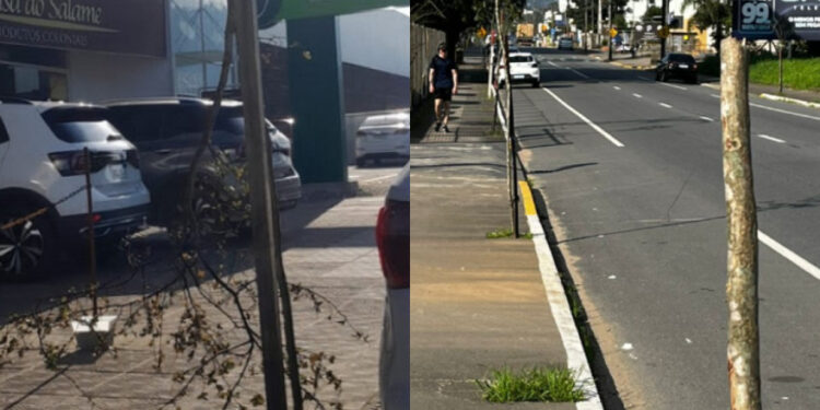 Vândalos quebram árvores na Rua Feliciano Bortolini, em Jaraguá