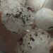 Granizo do tamanho de ovos atinge cidades do Oeste de SC
