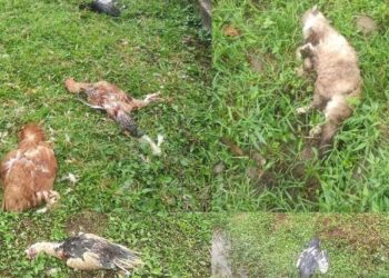 Dono é autuado após cachorros matarem galinhas e gato em Jaraguá do Sul