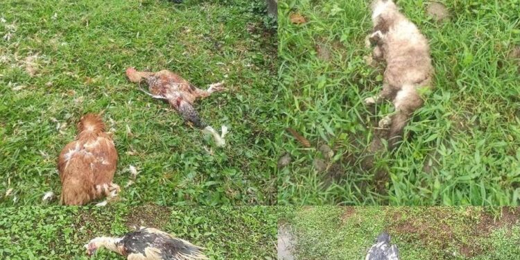 Dono é autuado após cachorros matarem galinhas e gato em Jaraguá do Sul