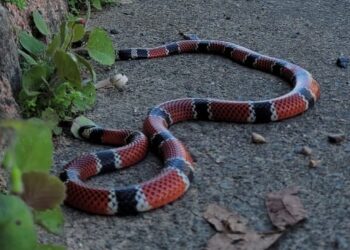 Calor contribui para reaparecimento de serpentes em Jaraguá do Sul