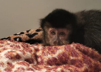 Macaco-prego é recolhido em Jaraguá do Sul