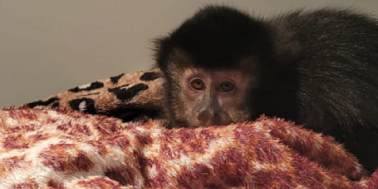 Macaco-prego é recolhido em Jaraguá do Sul