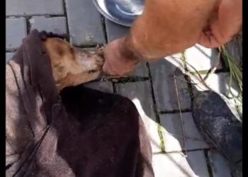 [Vídeo] Cão é resgatado de dentro de bueiro em Jaraguá do Sul