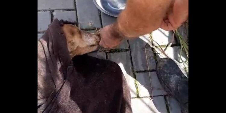 [Vídeo] Cão é resgatado de dentro de bueiro em Jaraguá do Sul