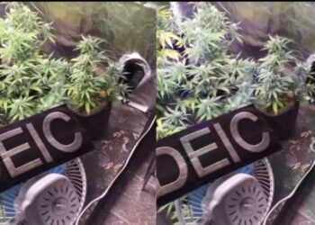 [Vídeo] Estufa de maconha é descoberta em Jaraguá e traficante é preso