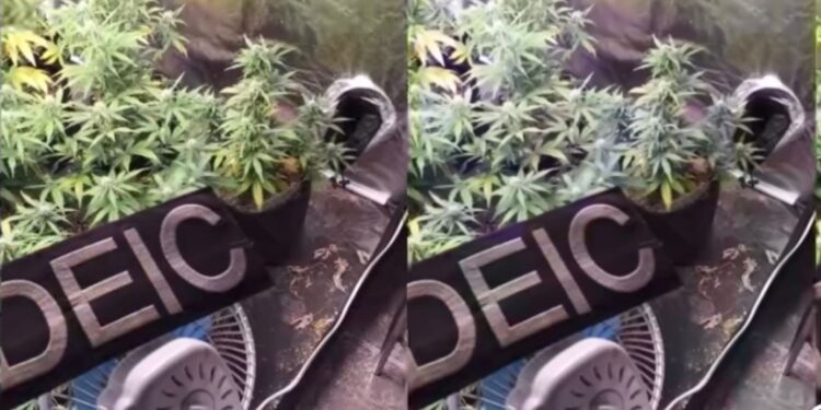 [Vídeo] Estufa de maconha é descoberta em Jaraguá e traficante é preso