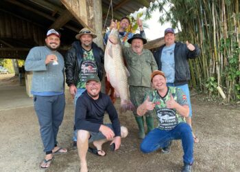 [Vídeo] Pescadores pescam carpa-capim de 41 kg no Rio Itapocu