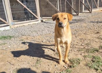 [Jaraguá] Feira de adoção de animais acontece na Praça neste sábado (05)