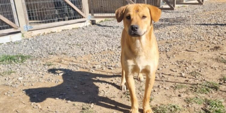 [Jaraguá] Feira de adoção de animais acontece na Praça neste sábado (05)