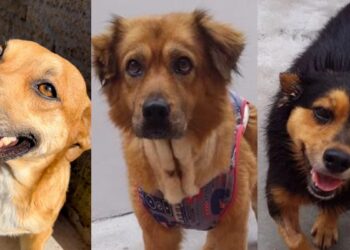 Feira de adoção acontece em Jaraguá do Sul neste sábado (26)